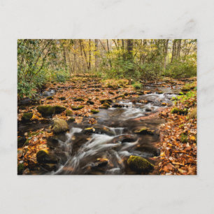 Cataloochee Creek NC Große Smoky-Berge Postkarte