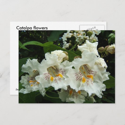 Catalpa blüht ~ Postkarte (Vorne/Hinten)