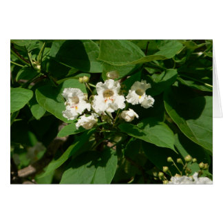 Catalpa Blüte