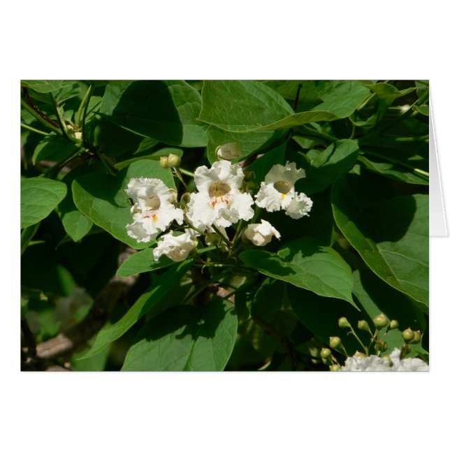 Catalpa Blüte (Vorderseite (Horizontal))