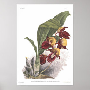 Catasetum splenum poster