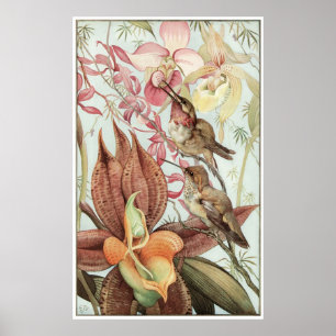 Catasetum und Cypridedien 1912 Poster
