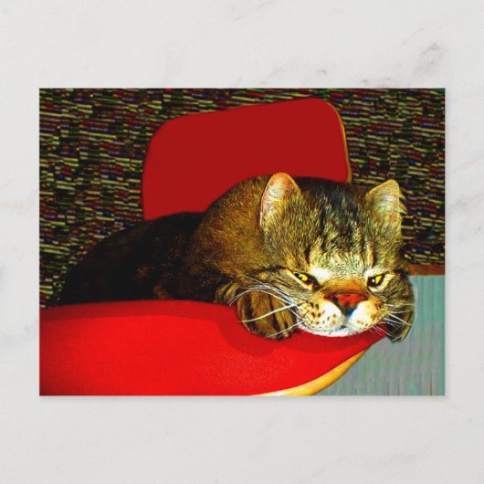 CATaTUDE Postkarte (Vorderseite)