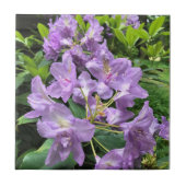 Catawbiense Boursault Rhododendrons, Oregon Fliese (Vorderseite)