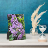 Catawbiense Boursault Rhododendrons, Oregon Fotoplatte (Seite)