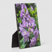 Catawbiense Boursault Rhododendrons, Oregon Fotoplatte (Seite)