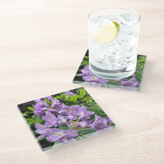 Catawbiense Boursault Rhododendrons, Oregon Glasuntersetzer (Schrägansicht)