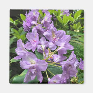 Catawbiense Boursault Rhododendrons, Oregon Magnet