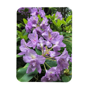 Catawbiense Boursault Rhododendrons, Oregon Magnet