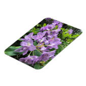 Catawbiense Boursault Rhododendrons, Oregon Magnet (Linke Seite)