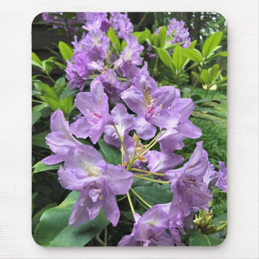 Catawbiense Boursault Rhododendrons, Oregon Mousepad (Vorne)