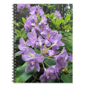 Catawbiense Boursault Rhododendrons, Oregon Notizblock