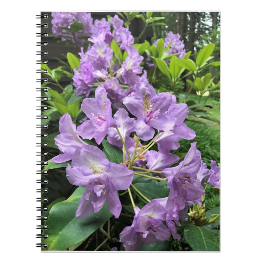 Catawbiense Boursault Rhododendrons, Oregon Notizblock (Vorderseite)