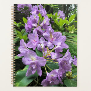 Catawbiense Boursault Rhododendrons, Oregon Planer