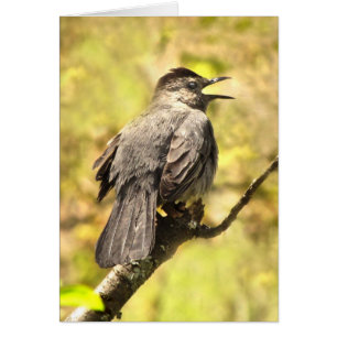 Catbird, der seinem Lied leere Karte singt