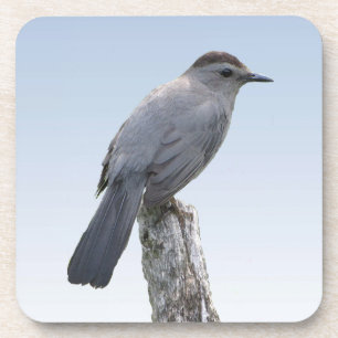 Catbird Getränkeuntersetzer
