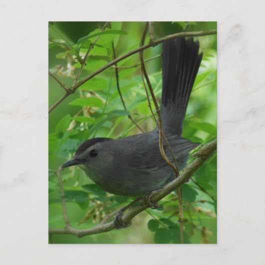 Catbird Postcard Postkarte (Vorderseite)