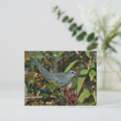 Catbird Postcard Postkarte (Stehend Vorderseite)