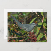 Catbird Postcard Postkarte (Vorne/Hinten)