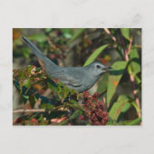 Catbird Postcard Postkarte (Vorderseite)