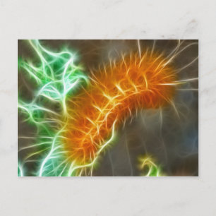 Caterpillar-Fraktal Postkarte