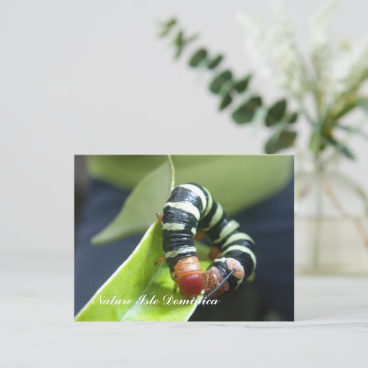 Caterpillar On Leaf Postkarte (Stehend Vorderseite)
