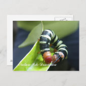 Caterpillar On Leaf Postkarte (Vorne/Hinten)