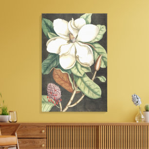 Catesby Vintage Magnolie Botanische Illustration Leinwanddruck