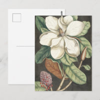 Catesby Vintage Magnolie Botanische Illustration