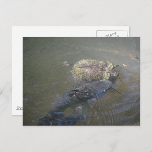 Catfish and Turtle Postcard Postkarte (Vorne/Hinten)