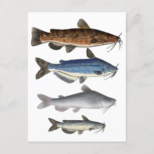Catfish Group Postkarte