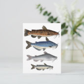 Catfish Group Postkarte (Stehend Vorderseite)