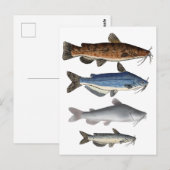 Catfish Group Postkarte (Vorne/Hinten)