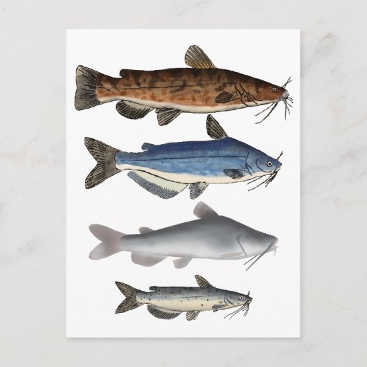 Catfish Group Postkarte (Vorderseite)