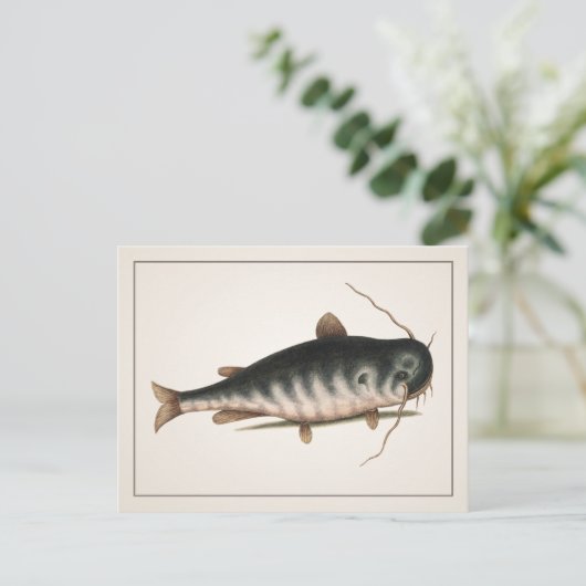 Catfish Postkarte - Stil I (Stehend Vorderseite)