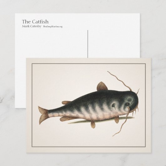 Catfish Postkarte - Stil I (Vorne/Hinten)