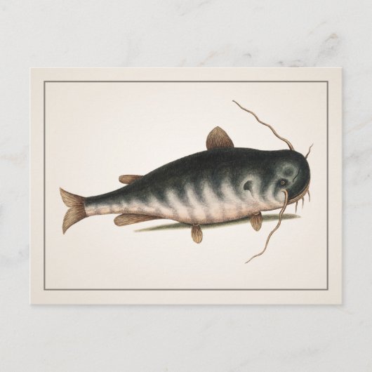 Catfish Postkarte - Stil I (Vorderseite)