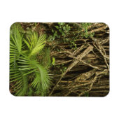 Cathedral Fig, Yungaburra, Atherton Tableland Magnet (Horizontal)