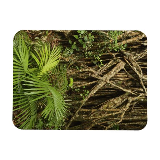 Cathedral Fig, Yungaburra, Atherton Tableland Magnet (Horizontal)