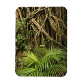 Cathedral Fig, Yungaburra, Atherton Tableland Magnet (Vertikal)