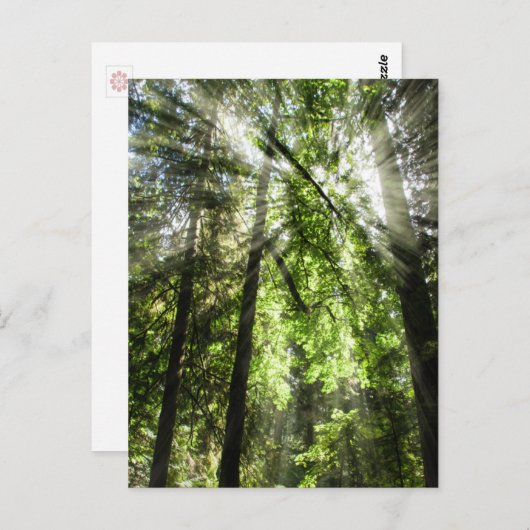 Cathedral Grove Sonnenlicht für Postüberquerung Postkarte (Vorne/Hinten)