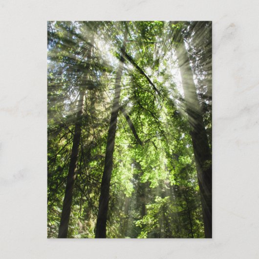 Cathedral Grove Sonnenlicht für Postüberquerung Postkarte (Vorderseite)