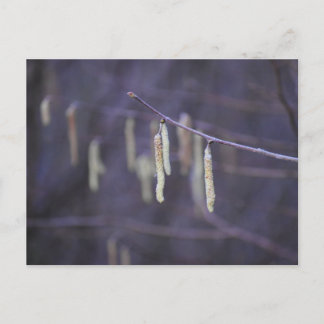 Catkins  postkarte