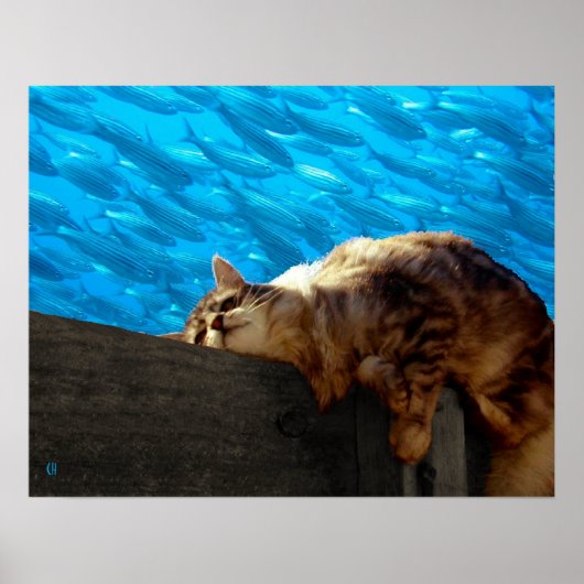 Catnap Fishing Poster (Vorne)