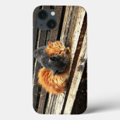 Catnap-Süssen Case-Mate iPhone Hülle (Rückseite)