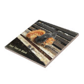 Catnap-Süssen Fliese (Seite)