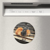 Catnap-Süssen Magnet (In Situ (Geschirrspüler))