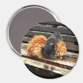 Catnap-Süssen Magnet (Vorderseite/Rückseite)