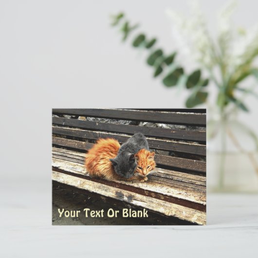 Catnap-Süssen Postkarte (Stehend Vorderseite)