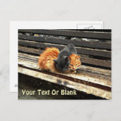 Catnap-Süssen Postkarte (Vorne/Hinten)